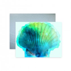 Seashell Wash Seashell Wash